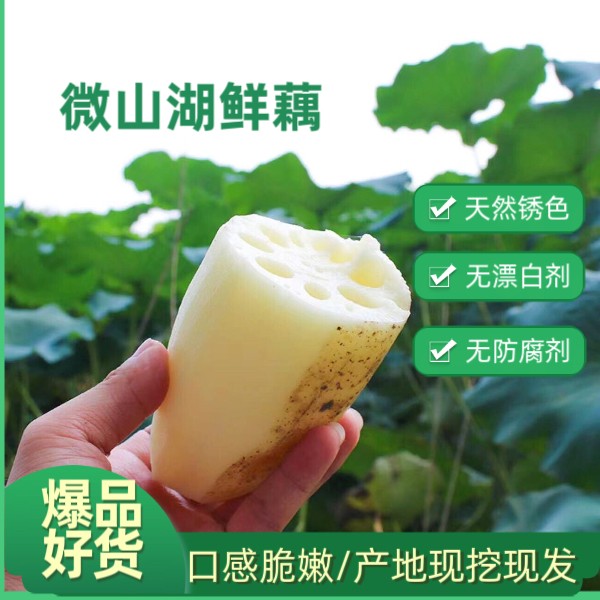 小果微山湖莲藕鲜藕莲菜现挖农家新鲜脆嫩源头发货(2-3两)脆藕