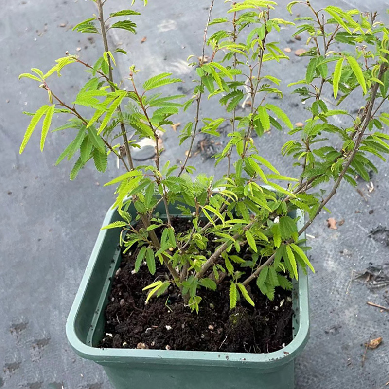 金鸿矮生合欢花盆栽花苗种植常绿灌木观赏性高细叶粉扑花盆栽