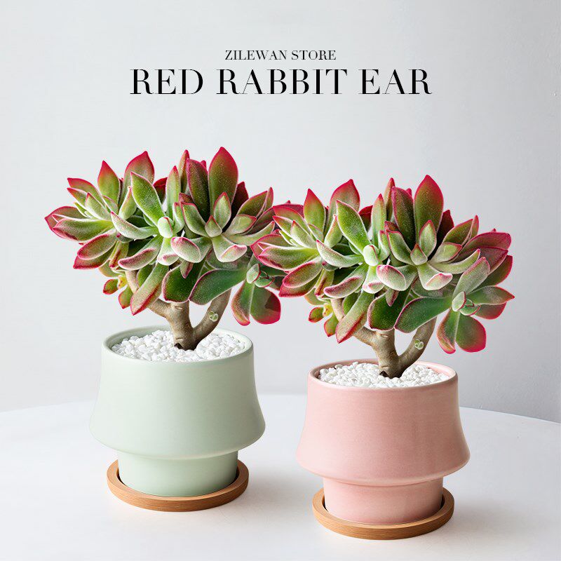 多肉植物盆栽锦晃星红兔耳植物办公室内花桌面卉盆栽好养肉肉绿植