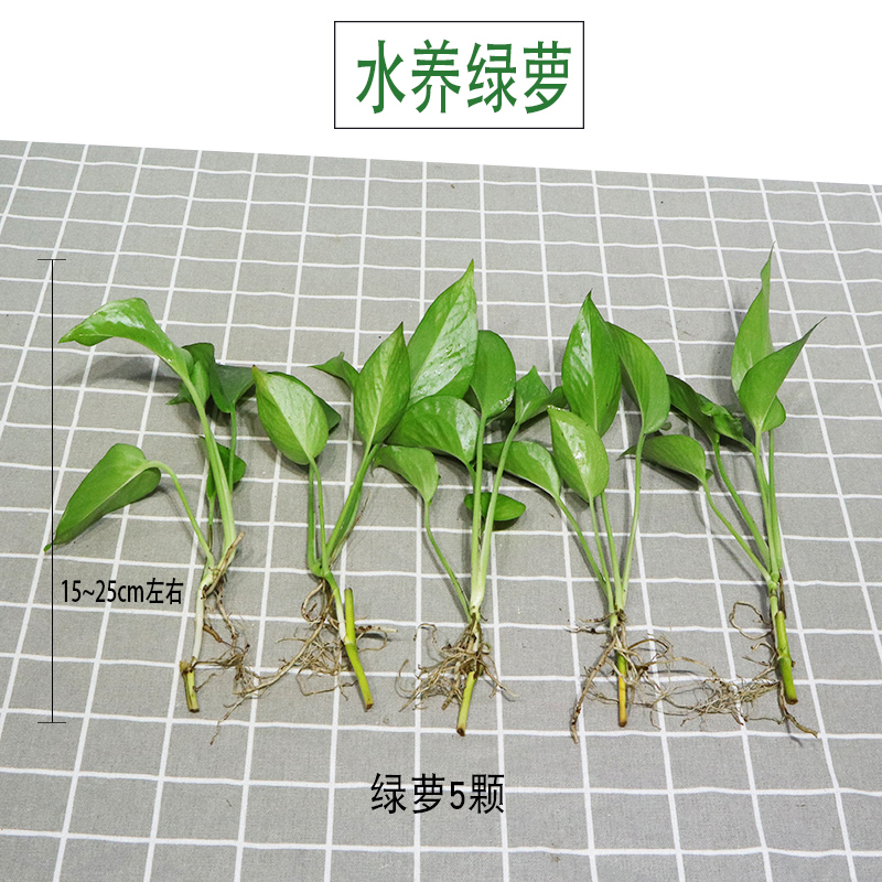 水培绿萝室内除甲醛 净化空气裸根水养绿植物长藤大叶绿箩花卉