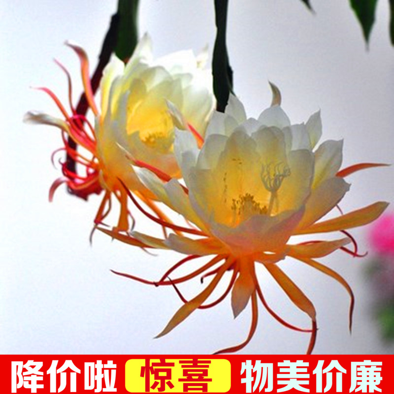 昙花盆栽植物室内花卉阳台庭院四季好养易活小叶令箭荷花苗带花苞