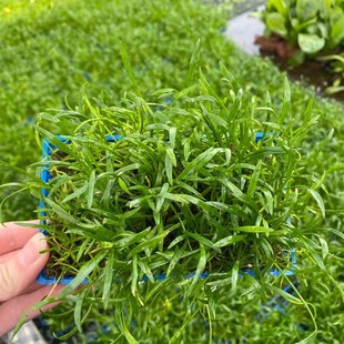 南美针叶盒8*15cm鱼缸草缸造景水草场直发水培增氧阴性淡水草植物