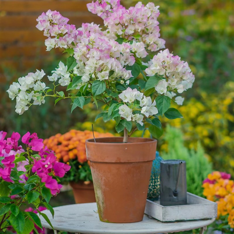 绿樱三角梅带花发货盆栽大苗爬藤老桩四季开阳台庭院室内花卉植物