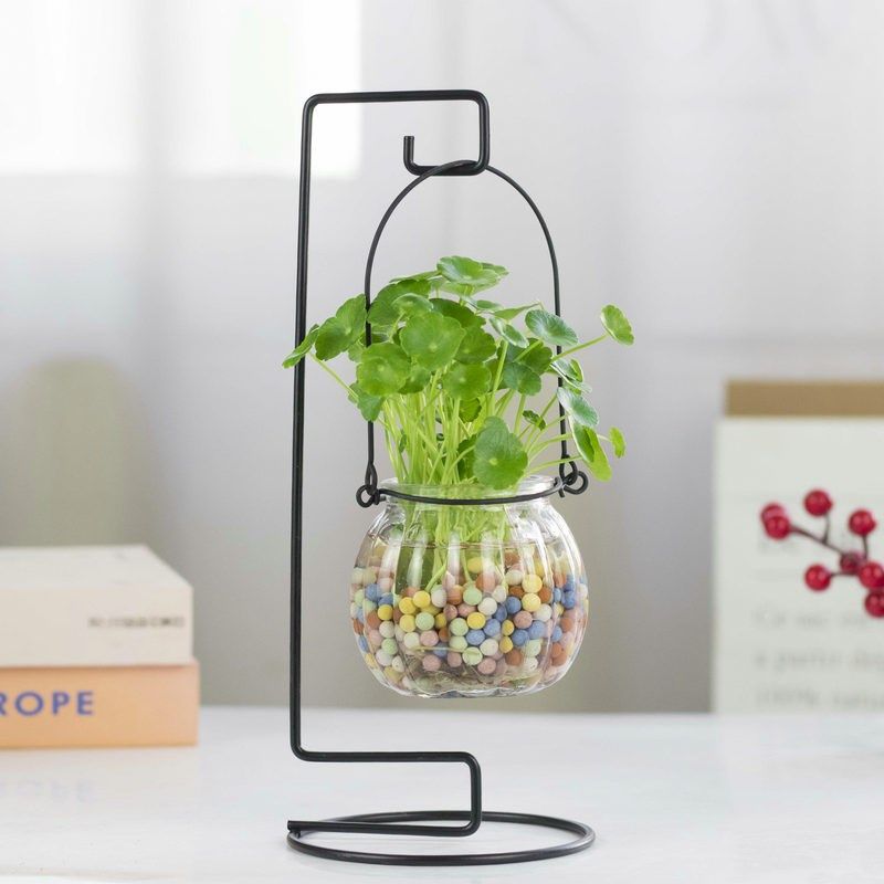 创意水培植物铜钱草套装水养绿植金钱草室内花卉桌面盆栽四季常青