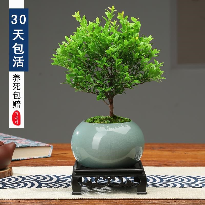 正宗小叶赤楠金丝楠盆栽树苗室内办公室绿植小叶紫檀盆景桌面植物