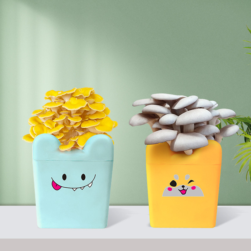 蘑菇菌包种植桶装平菇卡通菌棒可食用亲子儿童益智玩具家庭盆栽,鲜花速递/花卉仿真/绿植园艺,多肉植物,淘宝优惠券,粉丝福利购,淘宝优惠卷