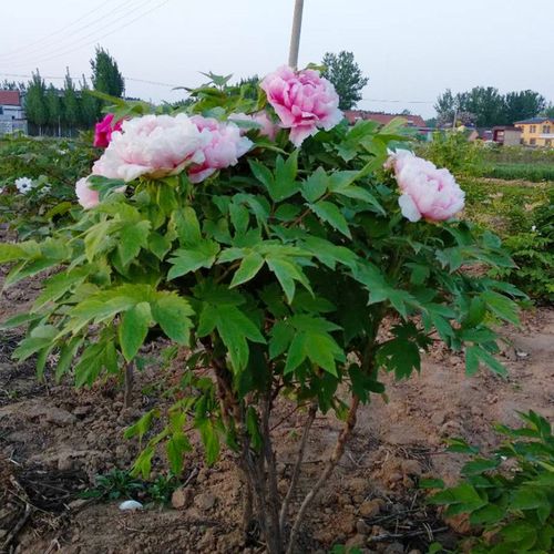 牡丹花苗盆栽大苗洛阳正宗带花苞牡丹花种缠枝重瓣花卉牡丹花树苗