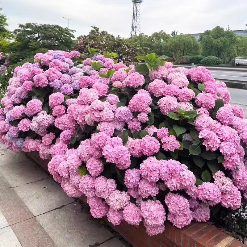 绣球花盆栽带花苞无尽夏绣球花苗四季开阳台庭院多年生花木本绿植