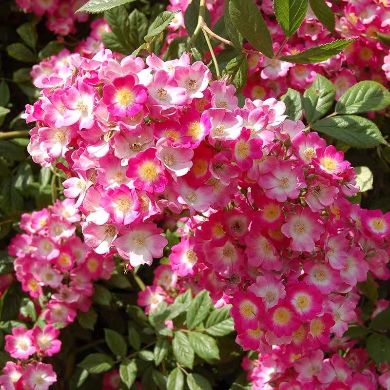 遮阳伞月季花量大垂q吊成花庭院瀑布月季阳台花卉,鲜花速递/花卉仿真/绿植园艺,月季/蔷薇/玫瑰,淘宝优惠券,粉丝福利购,淘宝优惠卷