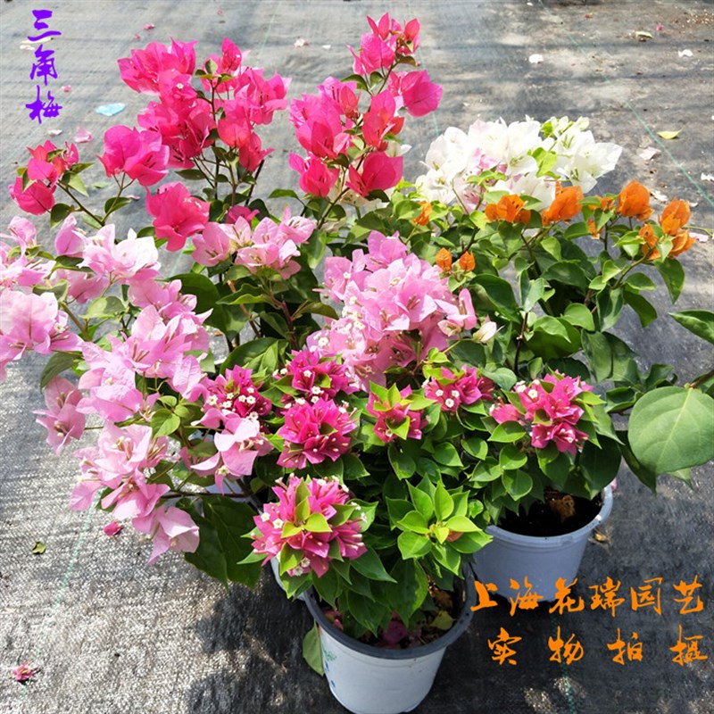 三角梅盆栽带花室内阳台庭院花卉四季开花爬藤老桩多年生耐寒大苗