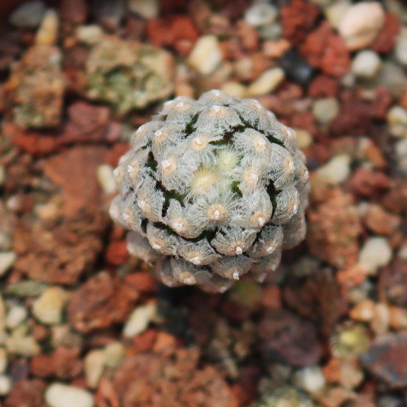 黛丝疣仙人球趣味收藏软毛开花粉花小型仙人掌不扎手好养活易度夏