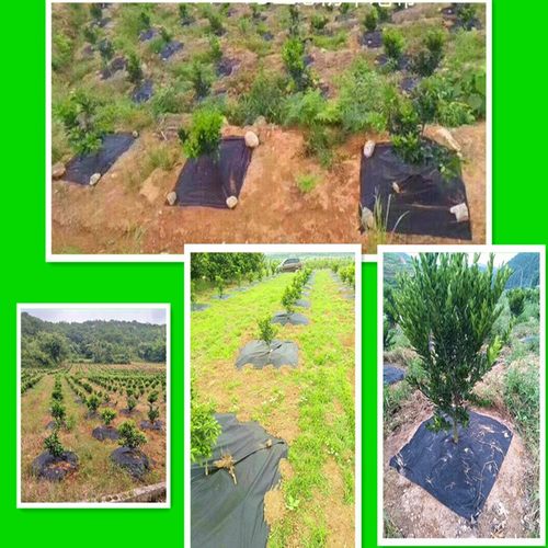 pp单张切片打孔防草布保湿透气防草除草布果园加厚黑色茶园地布