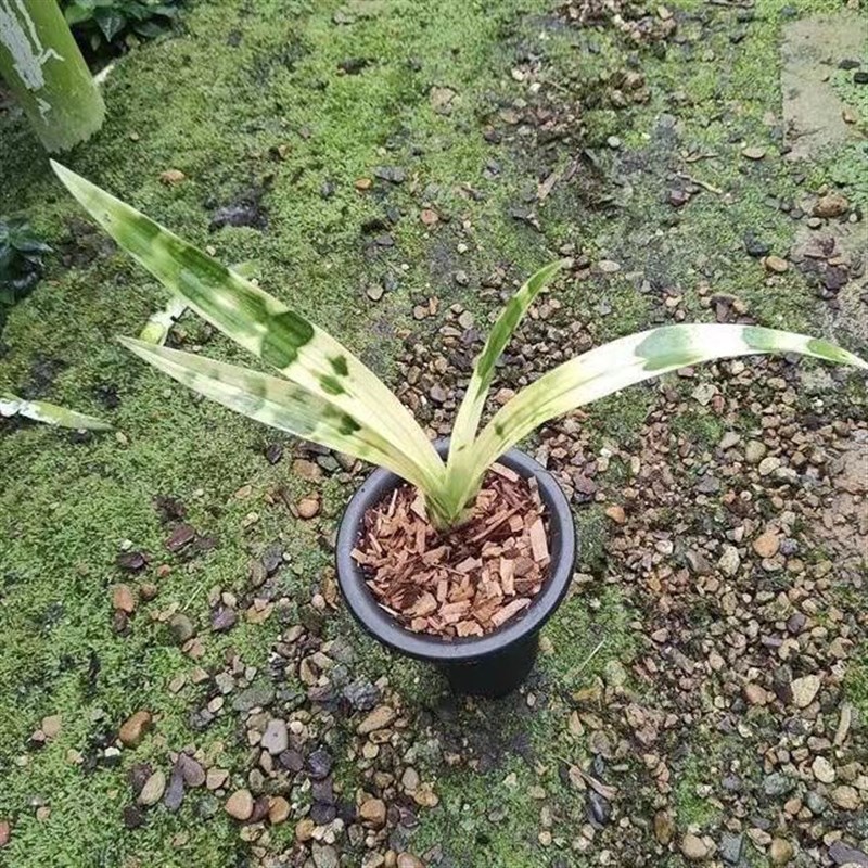精品兰花苗虎斑高档艺草镇店之宝绿植 盆栽