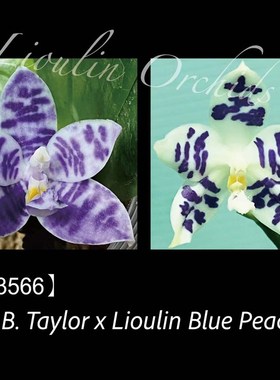 1.7寸小e苗 柳林3566 施科特B泰勒交蓝孔雀  团