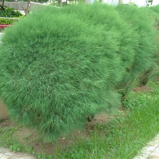 花镜植物球形细枝木o麻盆栽四季常绿室外花园耐寒耐热多年生花卉