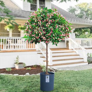 五彩锦带花树盆栽锦带苗别墅庭院耐寒大型风景树五彩锦带树苗花卉