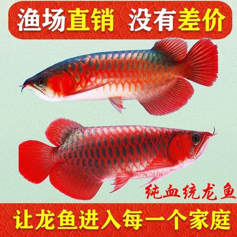 红龙金龙鱼活鱼龙鱼七彩银龙鱼稀罕观赏鱼练手幼苗热带鱼宠物