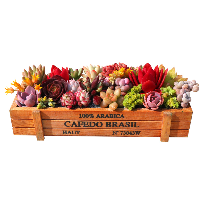 多肉植物组合盆栽稀有品种肉肉植物超萌套餐花卉绿植包邮含盆送土