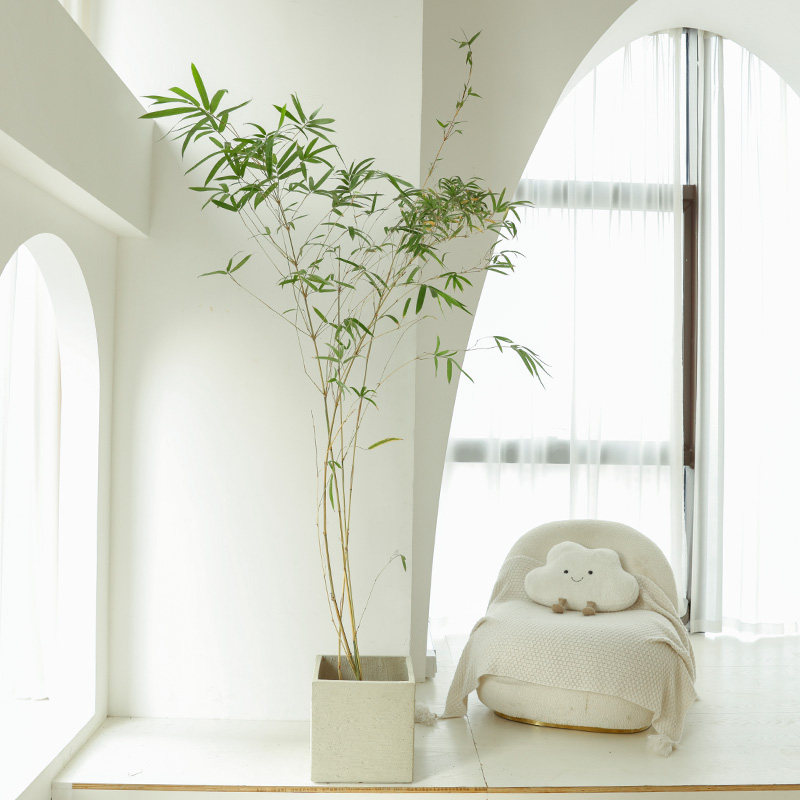 竹子盆栽室内新中式禅意绿植唐竹罗汉竹室外庭院地栽绿化景观植物,鲜花速递/花卉仿真/绿植园艺,大型绿植/成品组合盆栽,淘宝优惠券,粉丝福利购,淘宝优惠卷