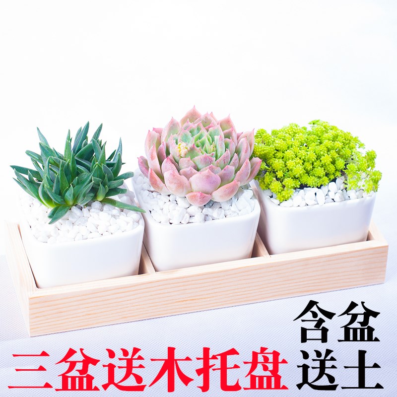 花卉新款室内多肉植物组合盆栽含盆土肉肉办公室盆栽绿色植物创意