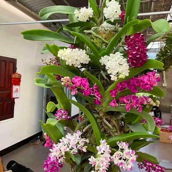 泰国狐尾兰花期长容易养殖珍奇类洋兰万代兰石斛网红盆栽基地直发