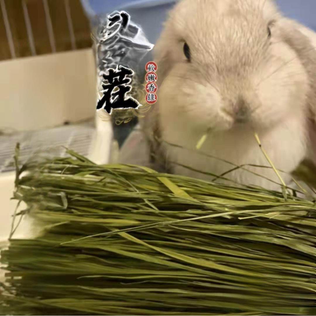 2025年新烘干提摩西草草段兔宝宝豚鼠龙猫吃的岷县提摩西干草,宠物/宠物食品及用品,兔兔干草,淘宝优惠券,粉丝福利购,淘宝优惠卷