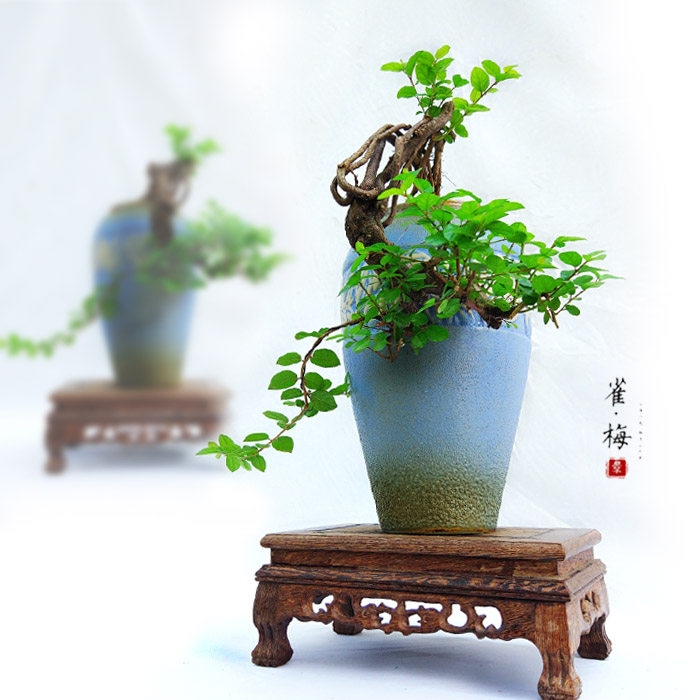 盆景中五大名树之一提根小叶雀梅素有盆景七贤之一的美称