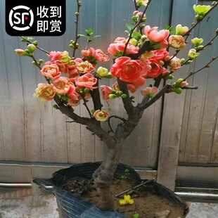 海棠花盆秋四季开花树苗台冬耐寒耐D冻花卉室P内植物花阳栽老桩盆