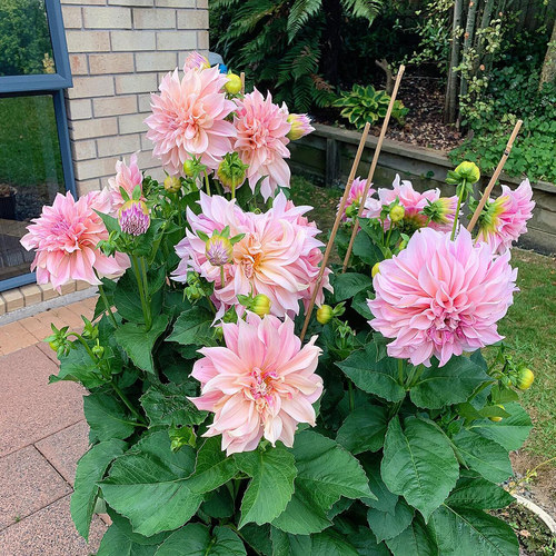 重瓣大丽花种球根地瓜花耐寒耐热