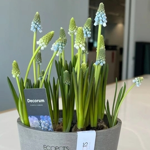 葡萄风信子种球土培水养花卉植物室内外花四季开花盆栽耐寒好养活