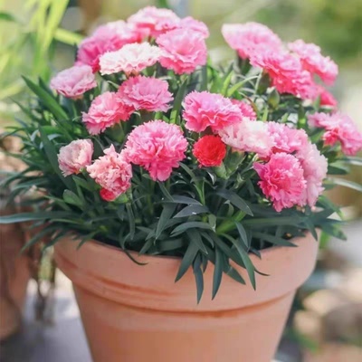 重瓣康乃馨种子四季耐寒易活