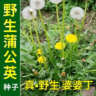蒲公英种子可食用婆婆丁野菜植药用种籽四季阳台盆栽庭院蔬菜种孑