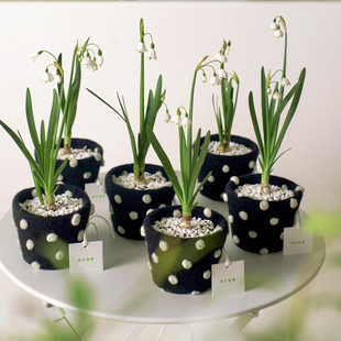 进口雪片莲种球巨头雪滴花冬季耐寒阳台庭院球根花卉盆栽植物铃兰