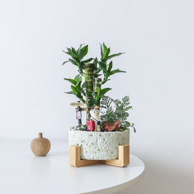 幸福树盆栽花卉办公室绿植文竹室内桌面盆景云竹旺宅招财植物好养