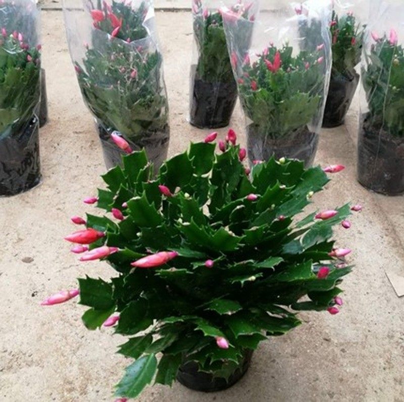 蟹爪兰大苗带根发货盆栽蟹爪兰花苗 蟹爪兰盆景蟹爪花兰当年开花,鲜花速递/花卉仿真/绿植园艺,时令草本花卉,淘宝优惠券,粉丝福利购,淘宝优惠卷