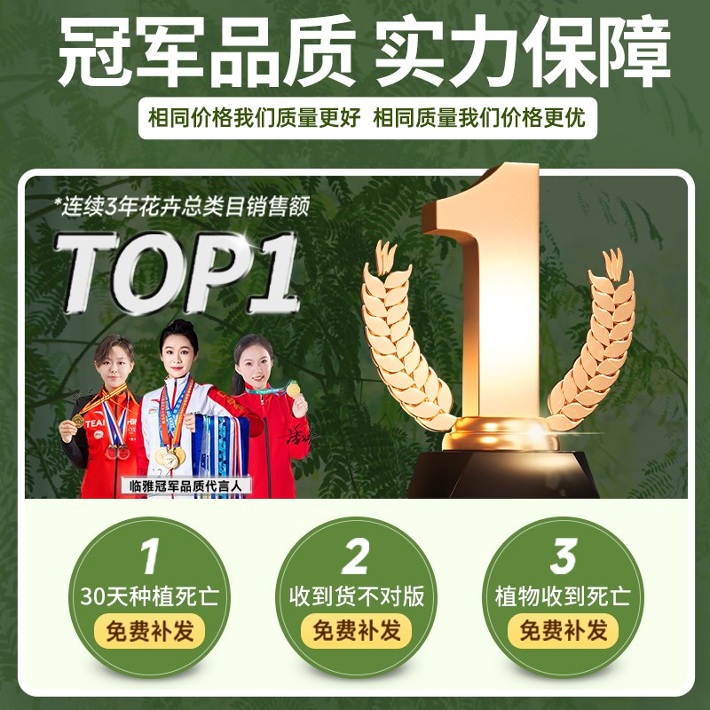 凤凰木树苗盆栽植物金凤花室内好养四季花卉绿植红花楹庭院造型树