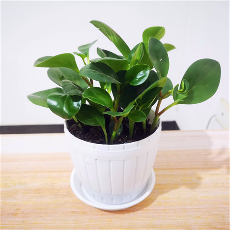 四季常青豆瓣绿吸烟鬼花青叶碧玉室内盆栽水培观叶绿植净化空气