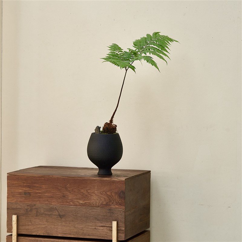 红鳞蕨盆栽侘寂风茶室内客厅摆件书桌红磷一叶蕨类植物新中式盆景