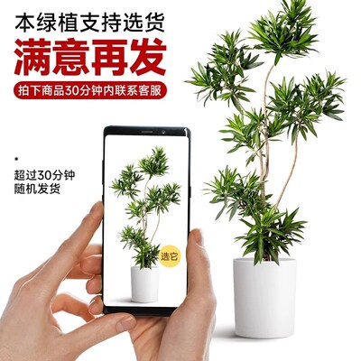 金边百合竹客厅真绿植高端青叶室内大型落地植物一物一拍真凤尾竹