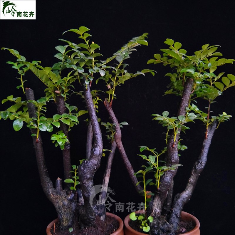 正宗小叶紫檀盆景黑骨茶紫檀树桩办公室内办公桌阳台盆栽花卉绿植