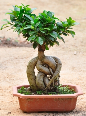 耐阴花木绿植榕树室内桌面小榕树发财树花卉人参榕大型盆景带盆栽