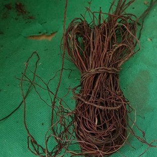 龙须根鱼缸雨林造景沉木装饰榕树根须藤蔓条模型植物情景地台枯藤