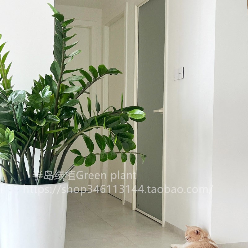 金钱树盆栽植物室内花卉大型客厅好养绿植大摇钱串子招财发财树