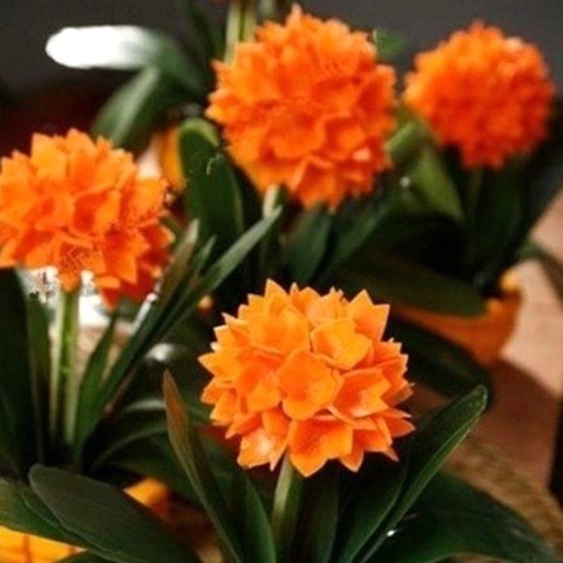 君子兰苗绿植盆栽精品君子兰大苗国兰室内花卉兰花苗君子兰植物,鲜花速递/花卉仿真/绿植园艺,时令草本花卉,淘宝优惠券,粉丝福利购,淘宝优惠卷