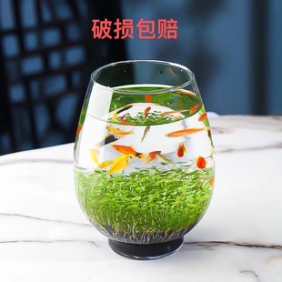 水培绿植鱼缸创意水草泥植物种籽家用办公桌生态造景微观居家diy