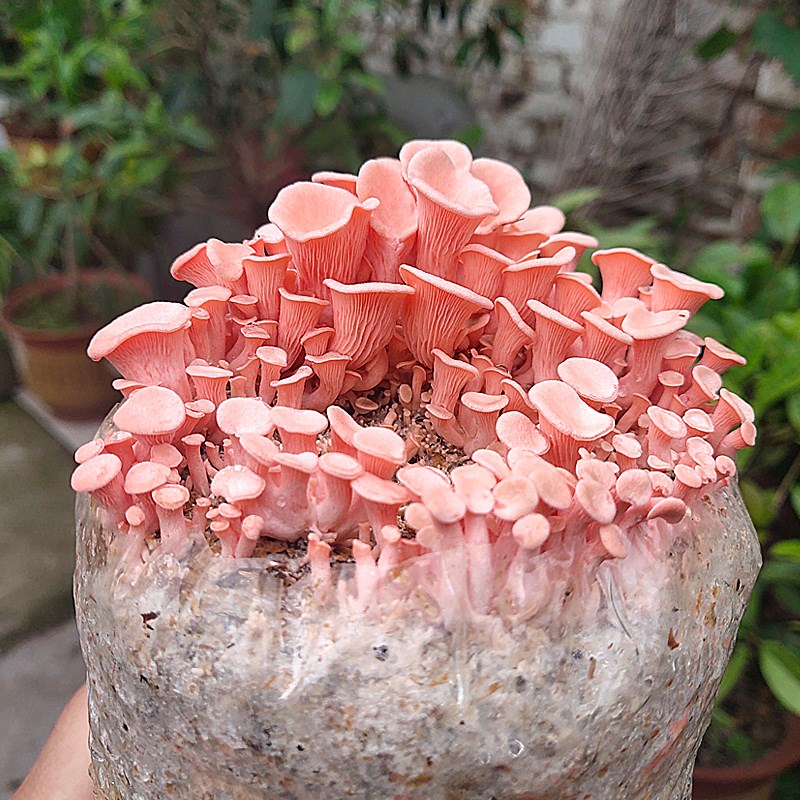 平菇蘑菇菌包菌棒种植食用菌菌棒袋装新鲜趣味阳台网红蘑菇包邮