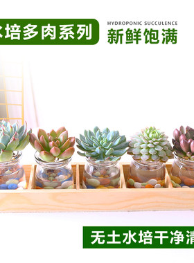 水培植物多肉小盆栽吉娃娃黄丽红宝石室内绿植高端多肉组合花卉
