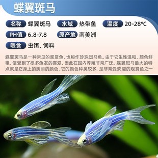 观赏鱼小型淡水好养小鱼热带蝶翼长鳍长尾斑马鱼活鱼红绿灯科孔雀