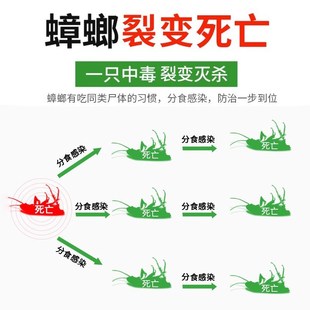 郁康蟑螂药家用灭蟑饵剂全窝端除蟑螂克星蟑螂粉大小通杀蟑螂神器
