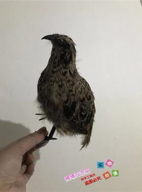 彷真鹌鹑模型园林摆件羽毛动物影视拍摄道具小鸟模型室内鸟笼装饰
